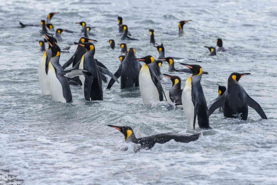 Pingüino Rey - islas Georgias del Sur 085.jpg